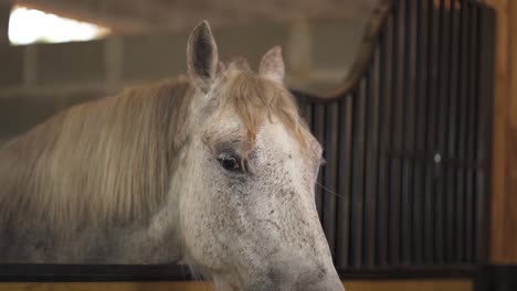 una vista en primer plano de un caballo blanco mirando con curiosidad a la cámara