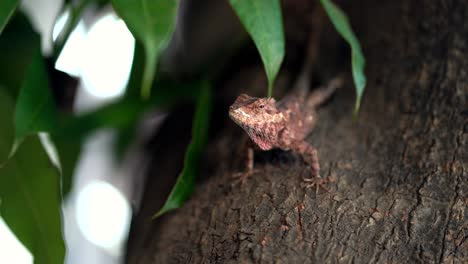 primer plano de lagarto salvaje en el tronco del árbol durante la luz del sol