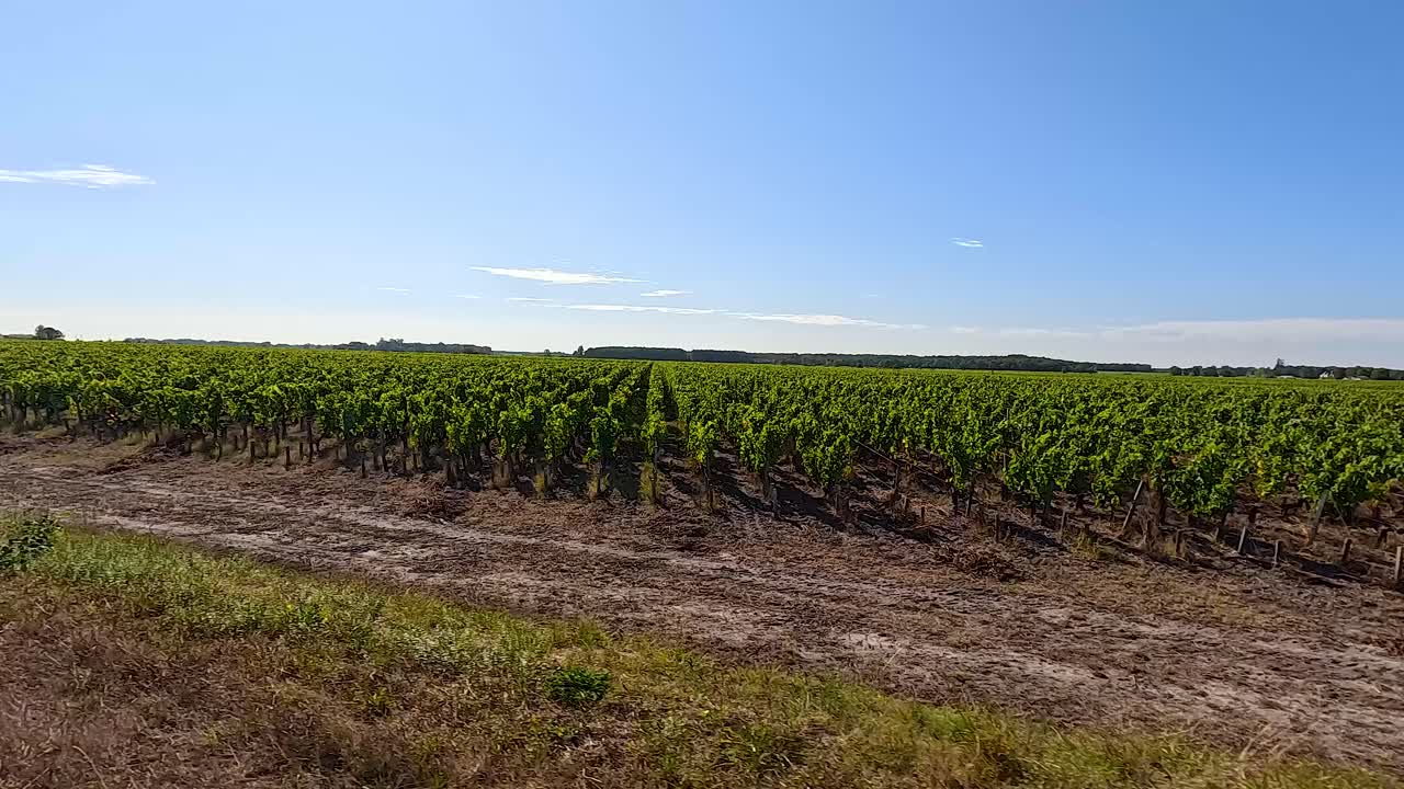 un viñedo bajo un cielo azul claro