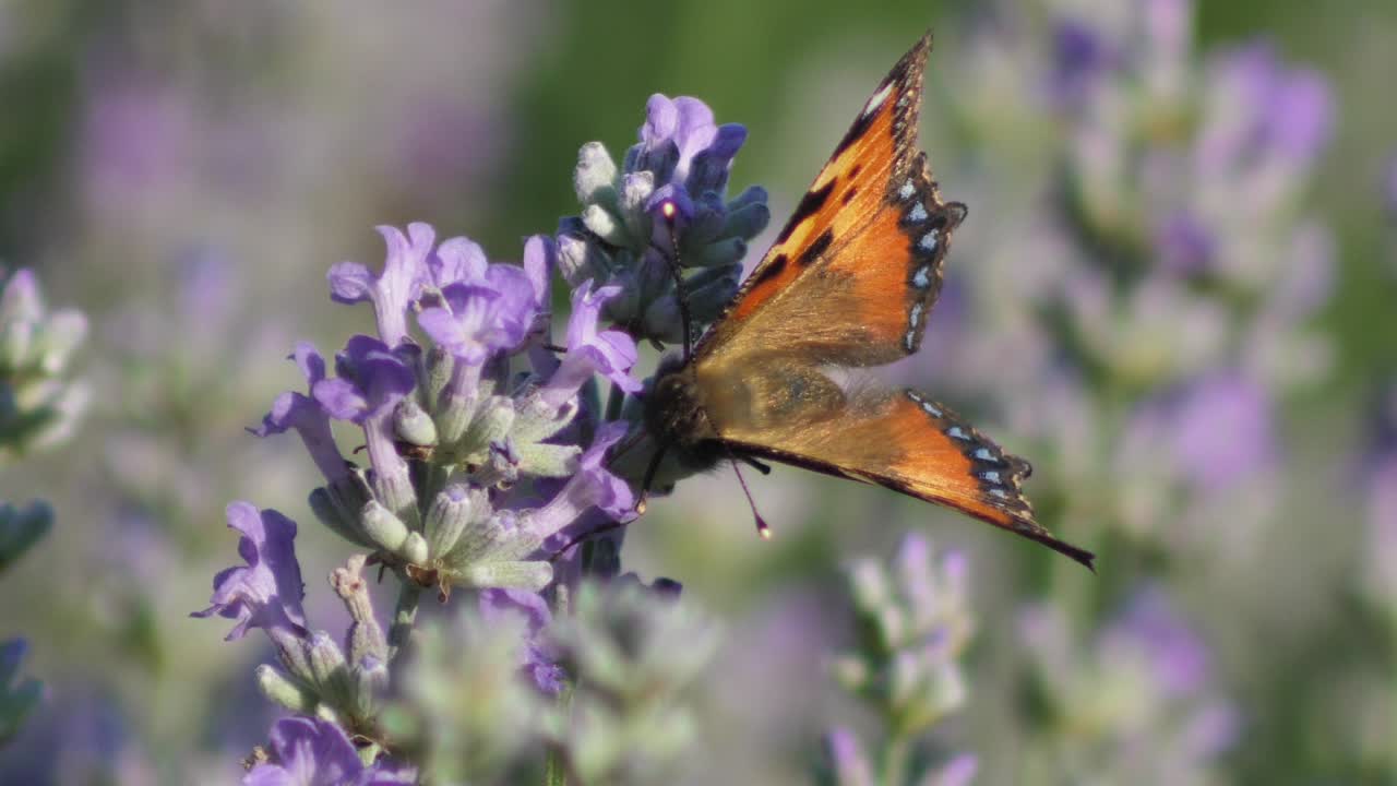 Fiori di lavanda da vicino