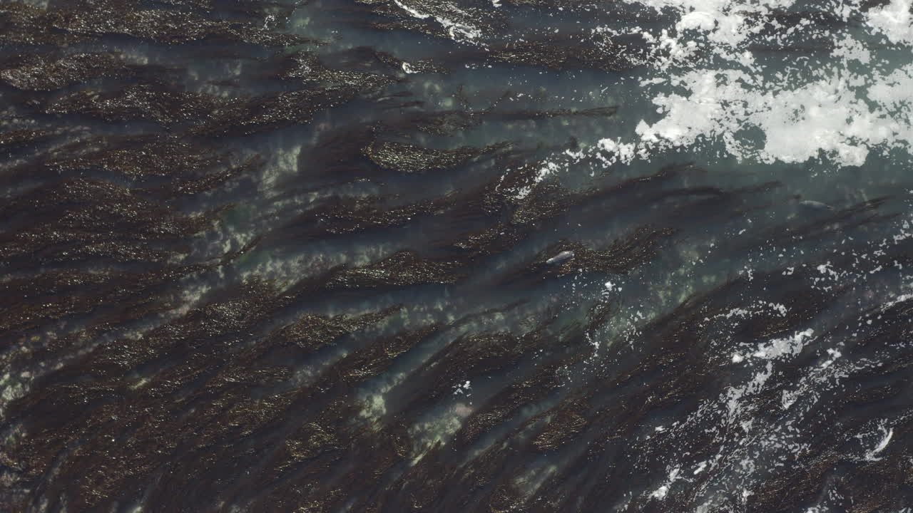 4k por encima de la foca del puerto detectando el dron y luego escondiéndose bajo el agua