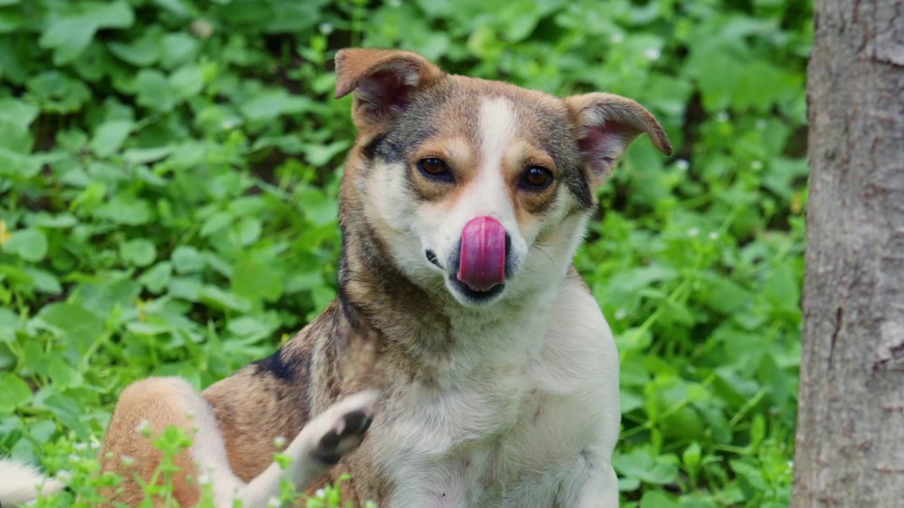 A small dog sitting on grass scratching its neck, showing natural pet behavior in an outdoor setting