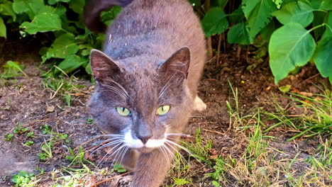 a gray cat with white markings gets up from the ground and walks toward the camera. jelgava, latvia