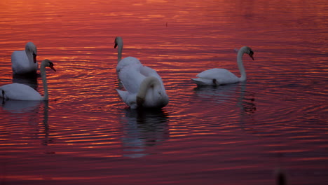 swans at sunset