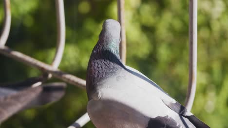 una paloma, una paloma de alas azules, se sienta en una ventana