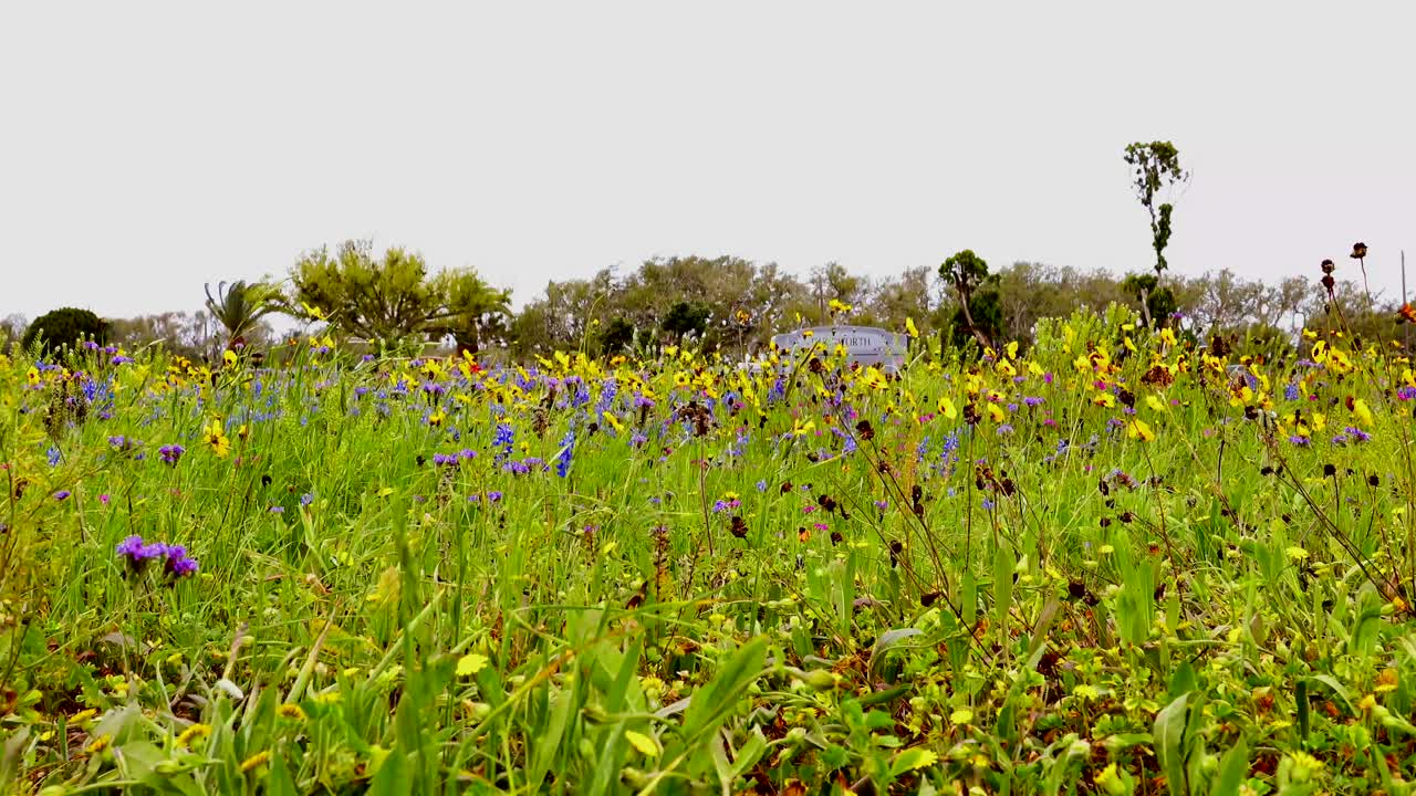 hermosas flores silvestres que crecen en el cementerio de rockport