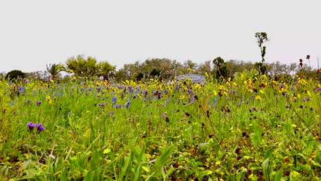beautiful wildflowers growing at the rockport cemetery