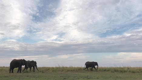 african elephant walks quickly across expansive low grassland scene