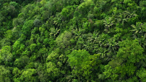 Panoramaaufnahme-Eines-Grünen-Waldes-Mit-Drohne