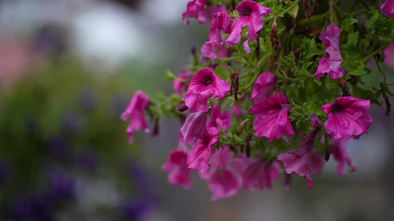 Flores de Rosas e Petúnias como Fundo em um Dia Chuvoso: Lindas Decorações Suspensas para Jardins e Casamentos.