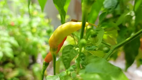 cerca de chiles amarillos y rojos