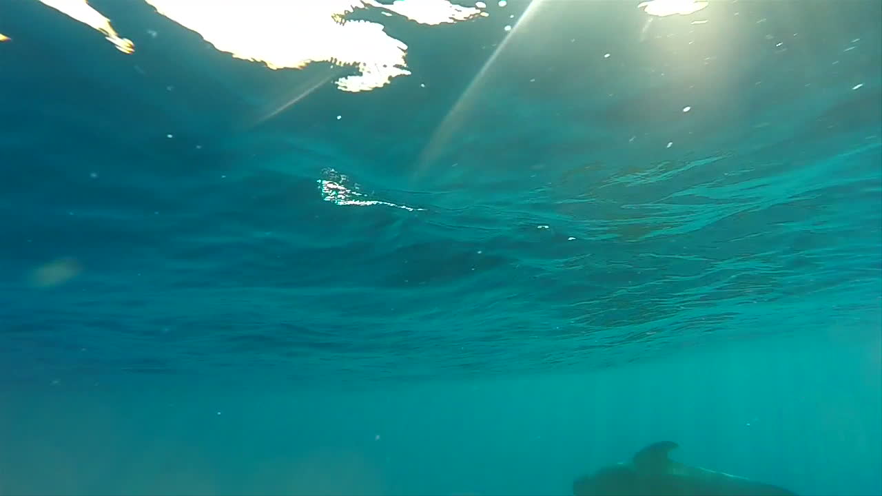 긴 지느러미 파일럿 고래