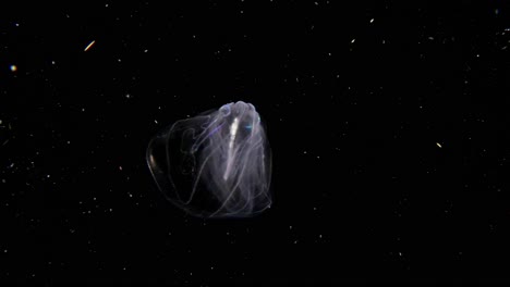 Winged-Comb-Jelly-ctenophore-with-light-refracting-off-the-cilia-,-as-it-moves