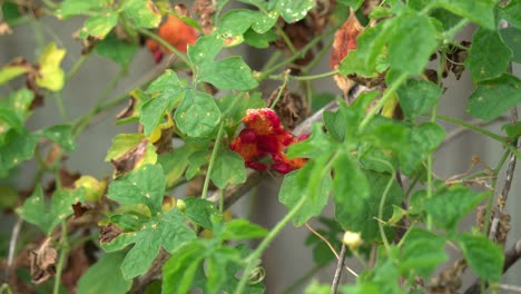 Pan-of-Cerasee-kerala-bitter-melon-plant-with-kerala-hanging-from-vines-used-to-make-herbal-healthy-teagood-for-weight-loss