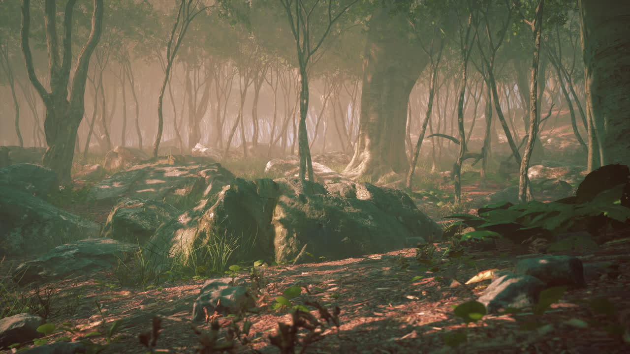 숲 속의 아름다운 아침