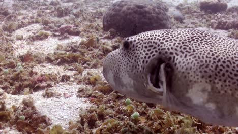 Giant-Pufferfish-3