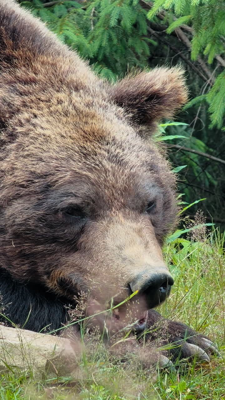 Un primo piano della testa di un orso bruno che dorme serenamente tra un lussureggiante fogliame verde e piante alte.