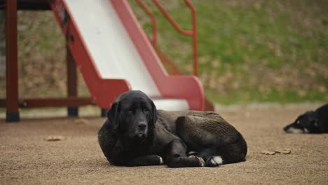 a homeless dog sitting, sleeping, playing