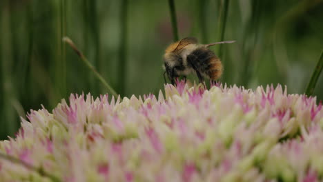 Bee-looking-for-nectar-on-many-stonecrop-flowers-on-sunny-day-in-summer-in-park-garden