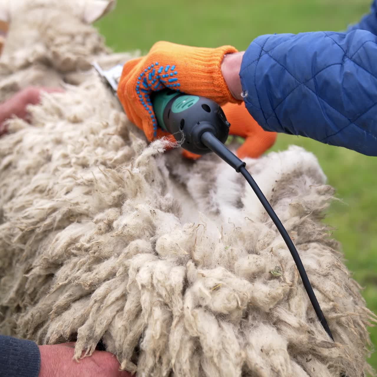 Cutting the wool of sheep. Sheep shearing wool with electric clippers