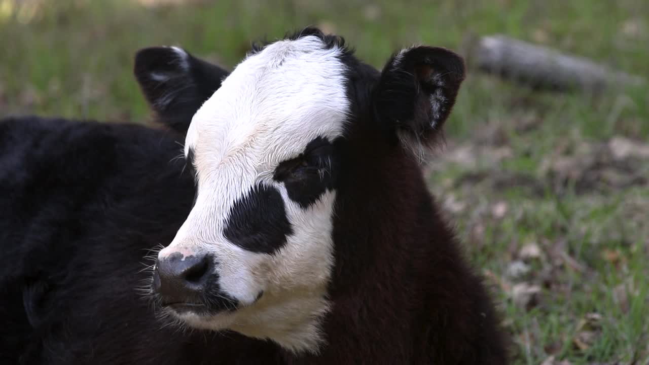 primer plano de un ternero angus negro de cara blanca mirando a su alrededor y oliendo a hierba verde