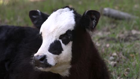 close up of black angus white face calf looking around and smelling in green grass