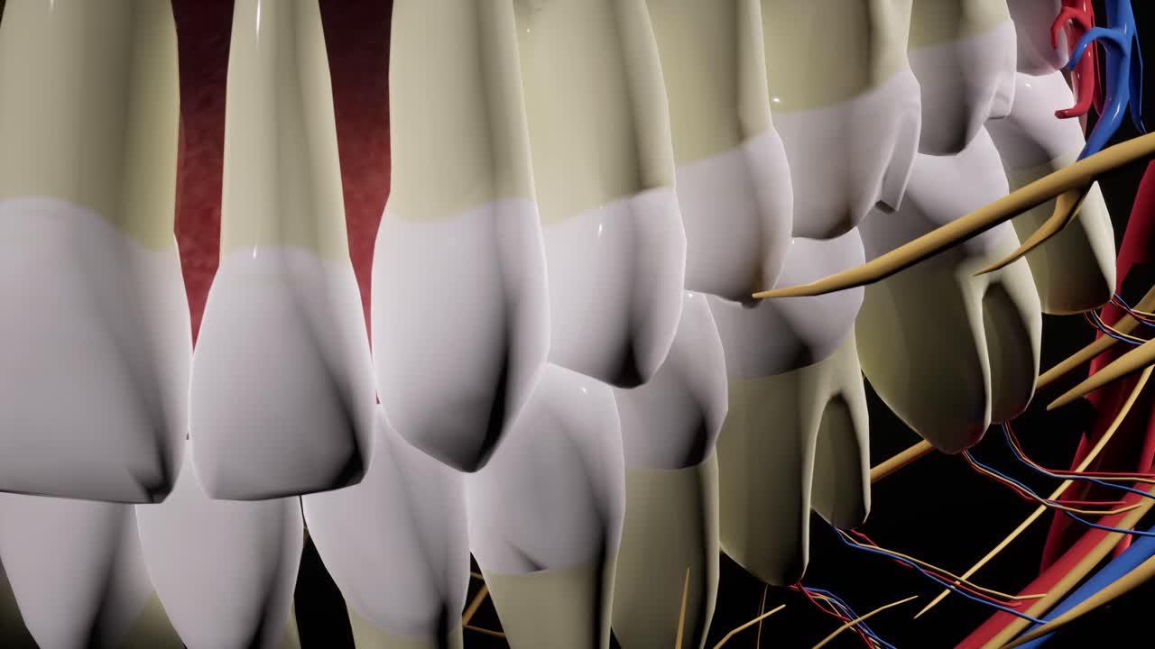 얼굴 두개골, 얼굴 신경, 머리의 해부학, 3d 애니메이션