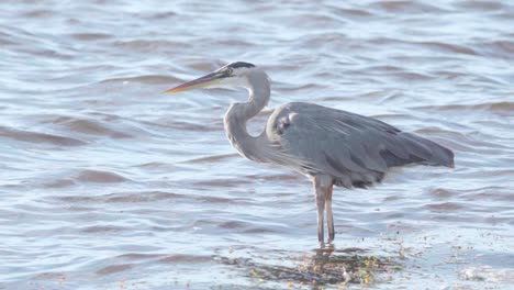 Great-Blue-Heron-Schüttelt-Den-Kopf-In-Zeitlupe-Im-Windigen-Meerwasser-Hin-Und-Her