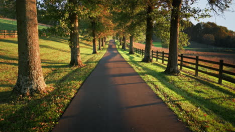 viajando por una carretera de campo bordeada de árboles en otoño durante el atardecer