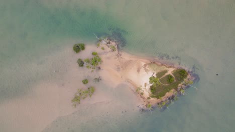 Pequeña-Isla-Boscosa-En-Tallebudgera-Creek,-Gold-Coast,-Queensland