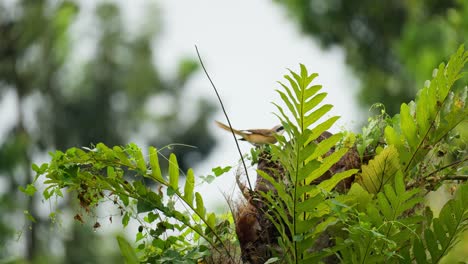 actuación en "the shrike" marrón vuela desde bush palm en cámara lenta