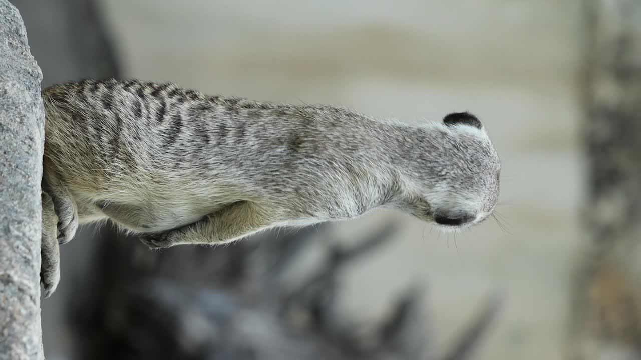 Meerkat Standing Alert on Stone in Natural Habitat with Rocky Background. vertical video