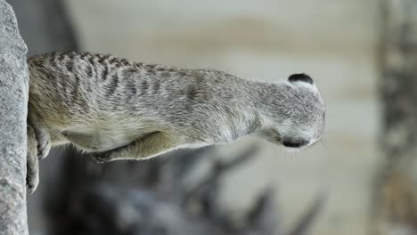 meerkat standing alert on stone in natural habitat with rocky background. vertical video