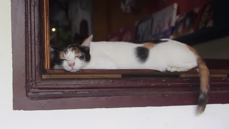 Un-Gato-Durmiendo-En-El-Alféizar-De-Una-Ventana-En-El-Pueblo-De-Gatos-Houtong-De-Taipei