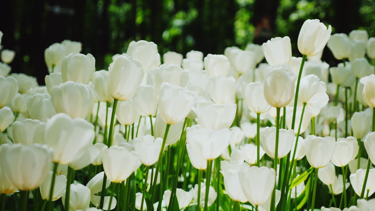 푸른 하늘을 배경으로 아름다운 하얀 튤립