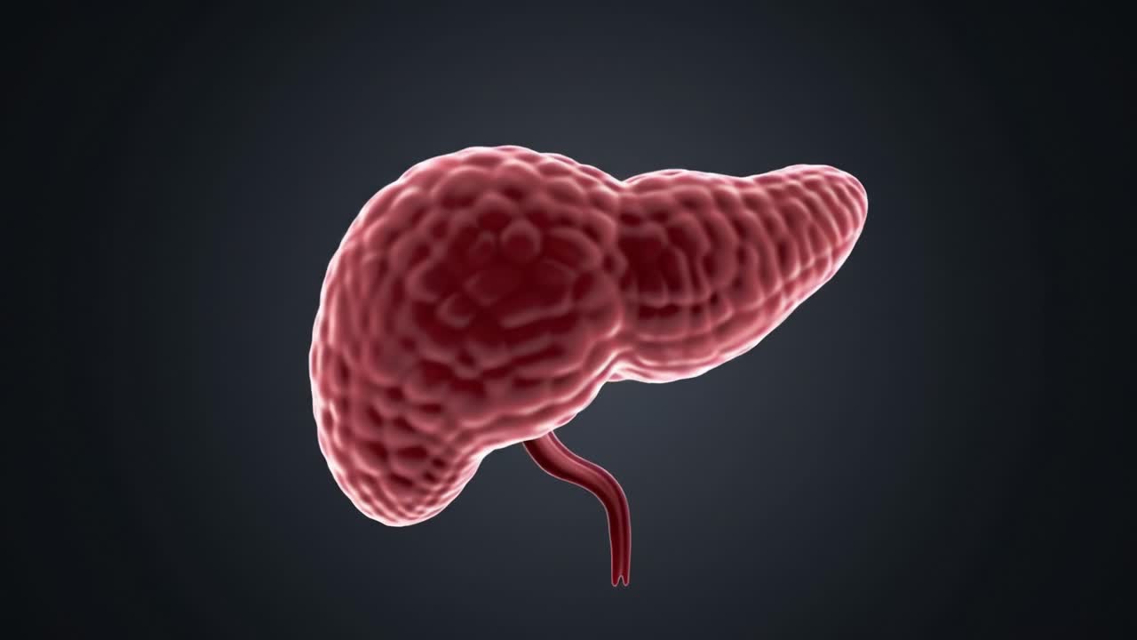 Detailed Visualization of a Kidney: Examining its Structure and Anatomy in a Digital Rendering, Showcasing the Unique Contours and Features for Educational Purposes