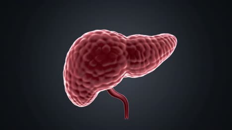 detailed visualization of a kidney: examining its structure and anatomy in a digital rendering, showcasing the unique contours and features for educational purposes