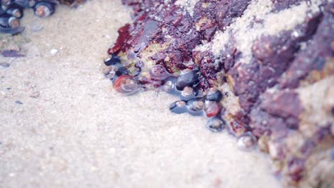 seawater draining from a tidal pool as snails cling to the rocks