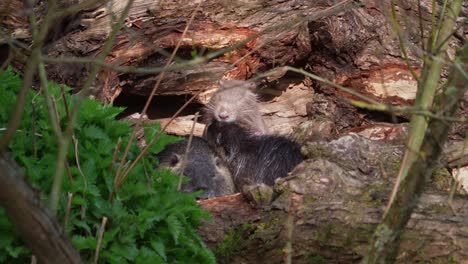 sweet young nutrias cleaning each other in the morning beside log of tree in wilderness