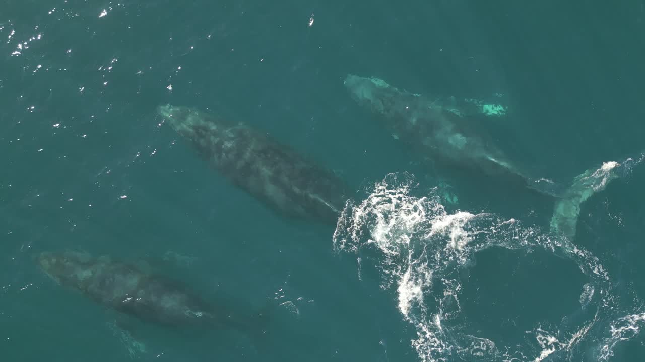 Three huge humpback whales traveling across the blue ocean catching air on the surface. Aerial top down bird eye view.