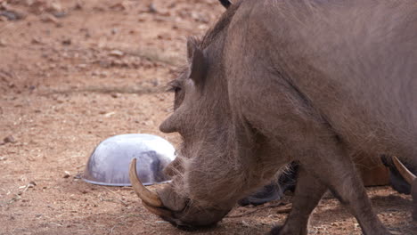 animal handler feeding warthog in enclouser - medium shot