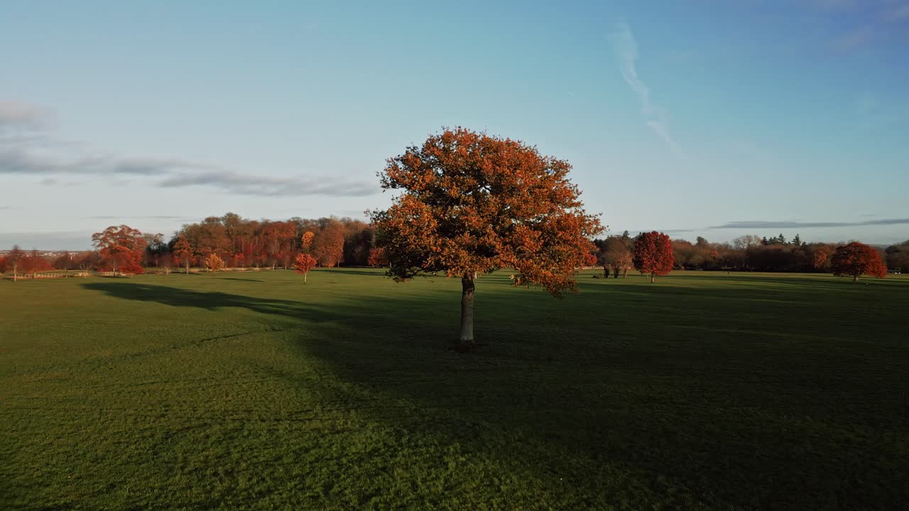 Video aereo che riprende un albero solitario in mezzo a un vasto campo verde durante il tramonto nell'Hampshire. Il filmato mostra un sereno paesaggio autunnale con colori vivaci e cielo terso