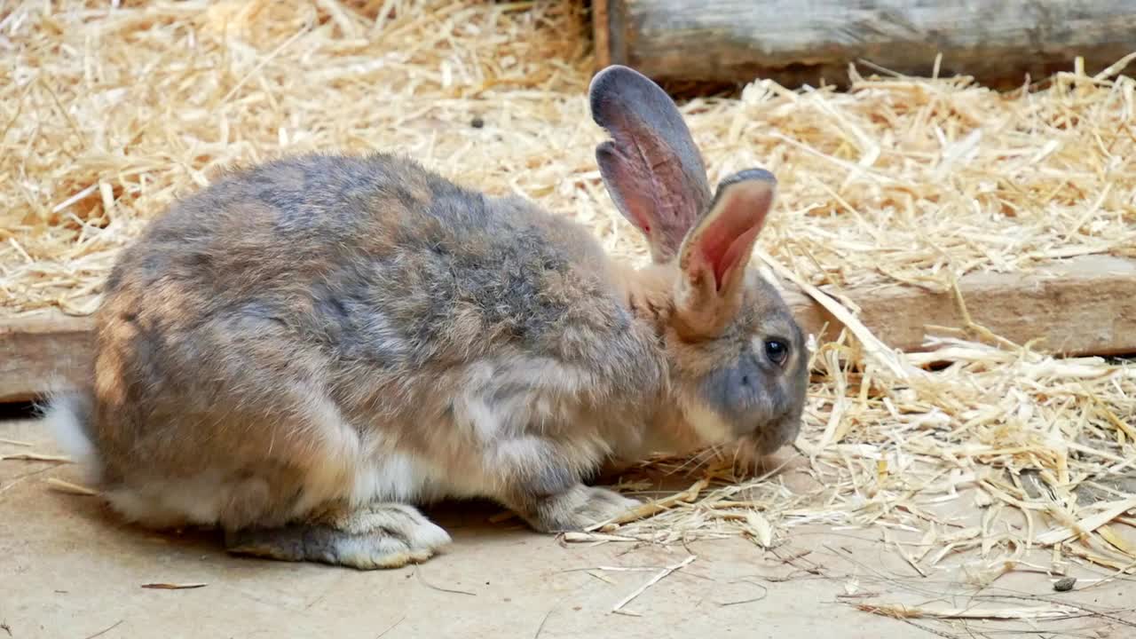 Harlequin rabbit eating stray hay by itself
