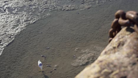 Gaviotas-Comiendo-Pequeños-Peces-Muertos-En-La-Zona-Costera-Poco-Profunda-En-St