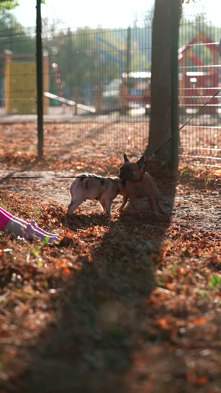 두 마리의 개가 가을에 공원에서 놀고 있다.