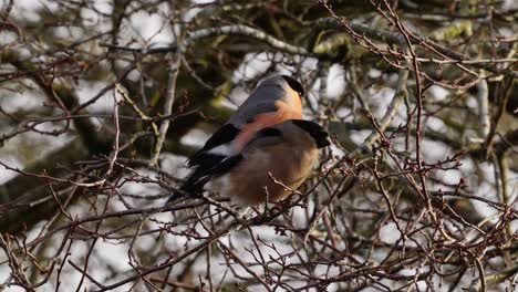 pair of bullfinches perched in tree