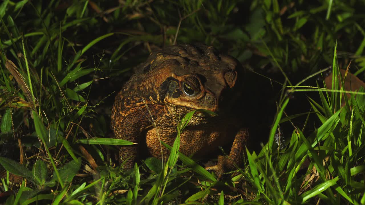Sapo-cururu caça insetos com a língua e mastiga enquanto está sentado em área gramada em Tambopata, Peru