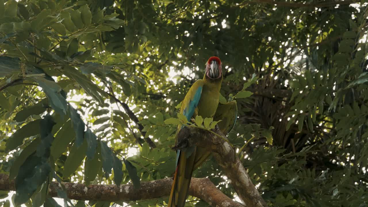 hermoso tiro de guacamayo verde encaramado en una rama de árbol en la naturaleza con una llamarada solar en el fondo