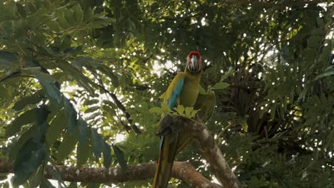 Beautiful-shot-of-green-macaw-perched-on-a-tree-branch-in-nature-with-solar-flare-in-the-background