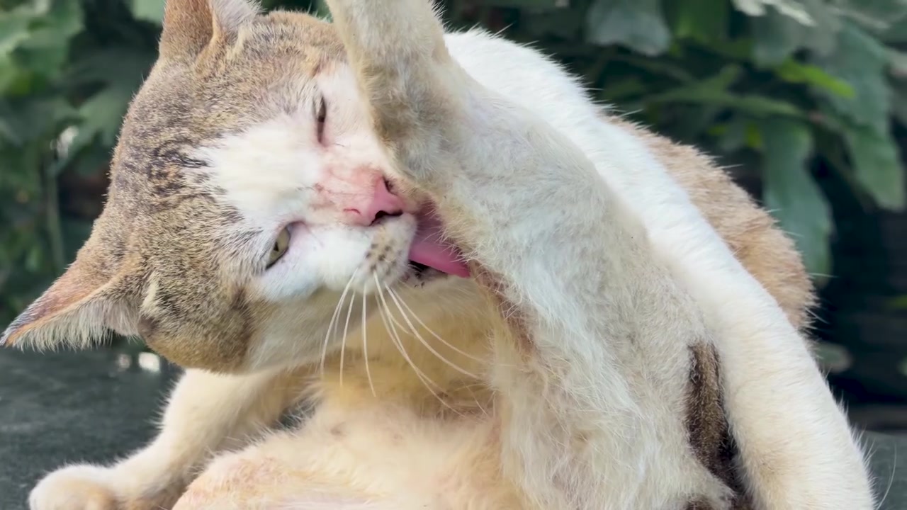 Primo piano di un gatto domestico a pelo corto che si pulisce il pelo su un tavolo all'aperto